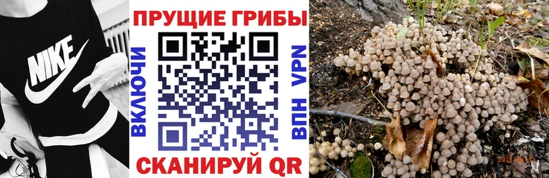 Галлюциногенные грибы Psilocybe  Юрюзань 